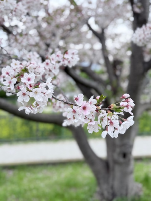 母の81歳の誕生日